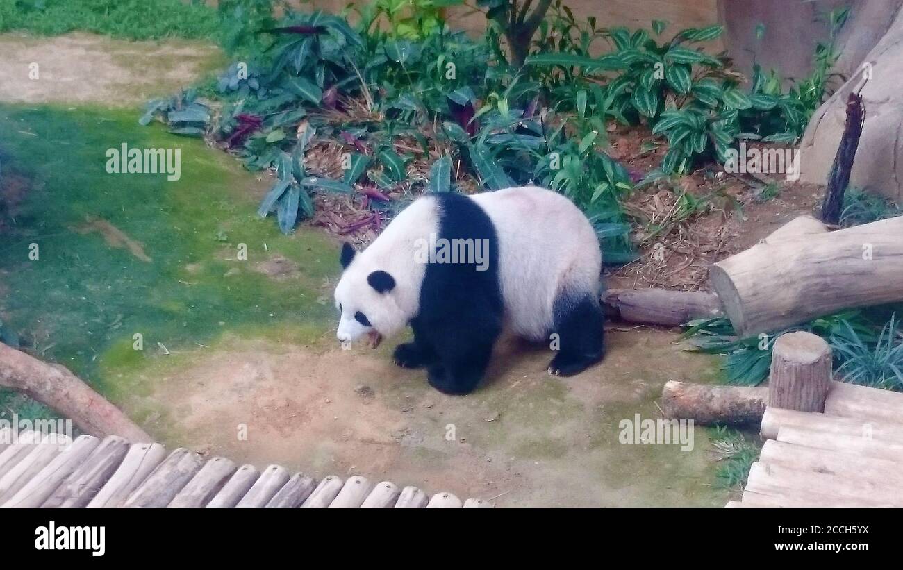 pandas at the zoo