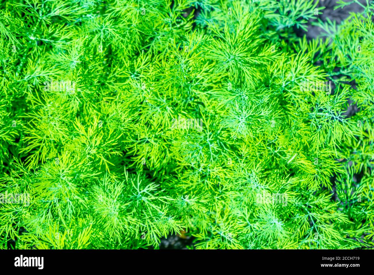 Fresh Green Dill Growing On Bed Stock Photo Alamy