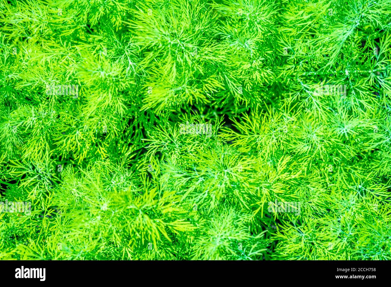 Fresh Green Dill Growing On Bed Stock Photo Alamy