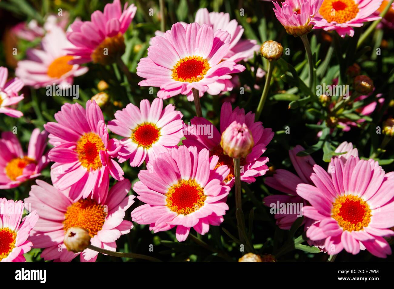 Blooming Pink Marguerite daisy or Paris daisy or Argyranthemum frutescens in the garden Stock Photo
