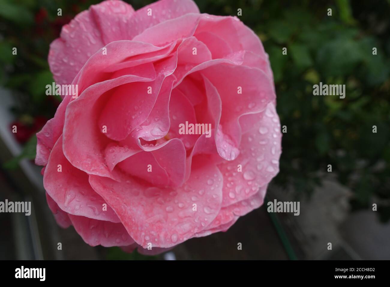 blooming peony Stock Photo