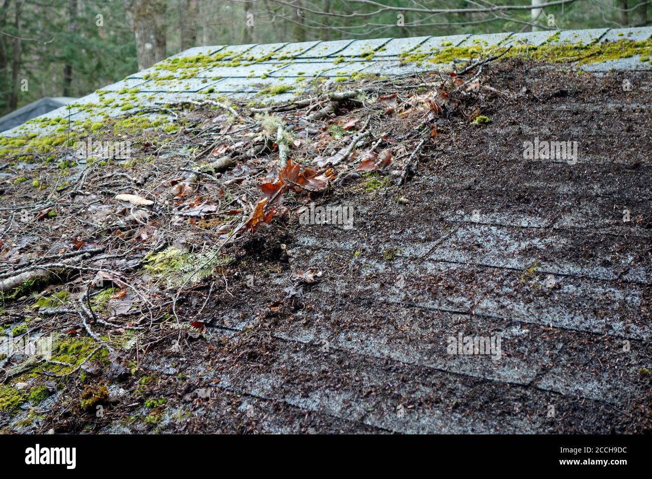 debris on roof shingles Stock Photo