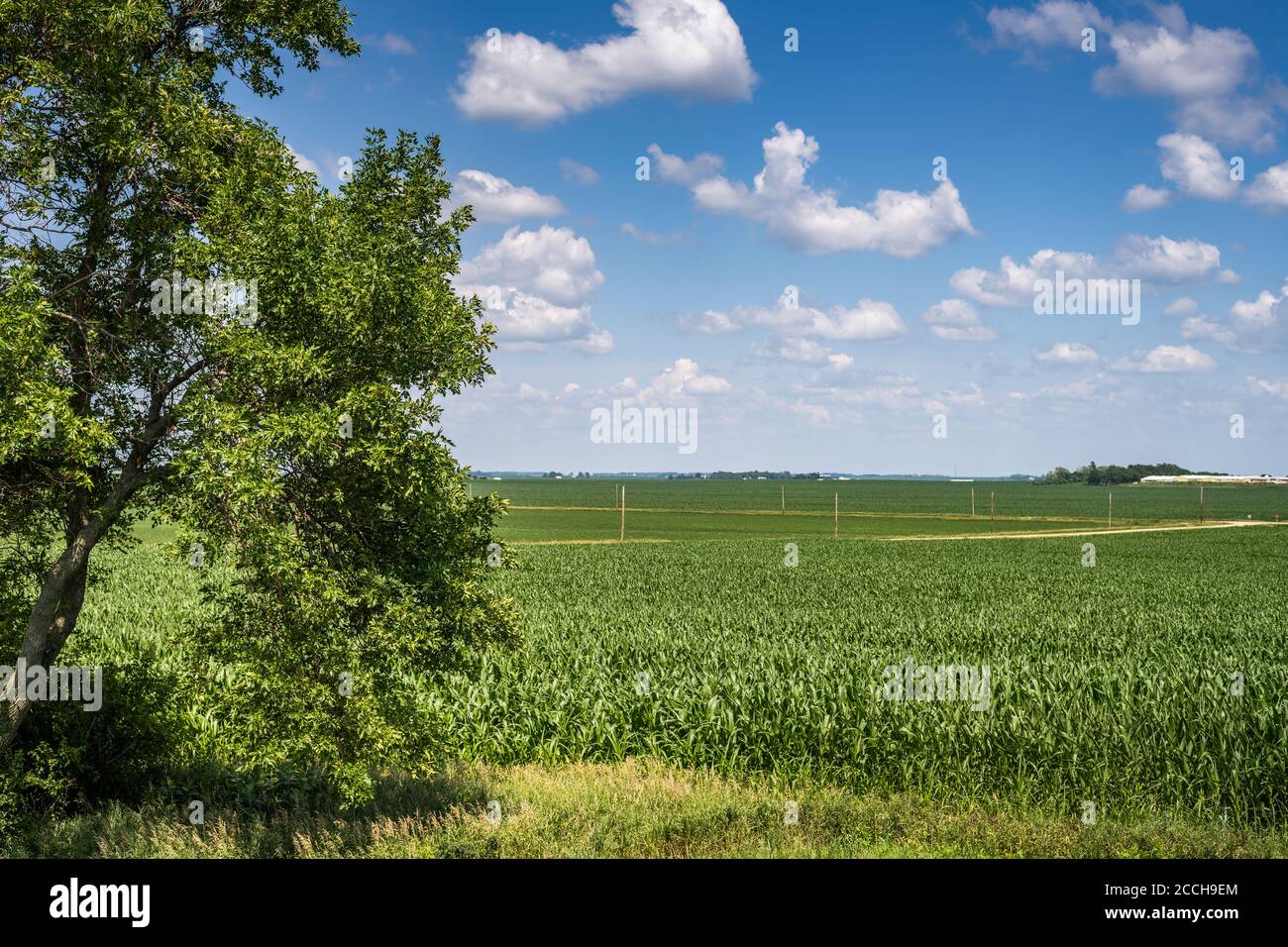 Corn fields in rural Iowa Stock Photo Alamy