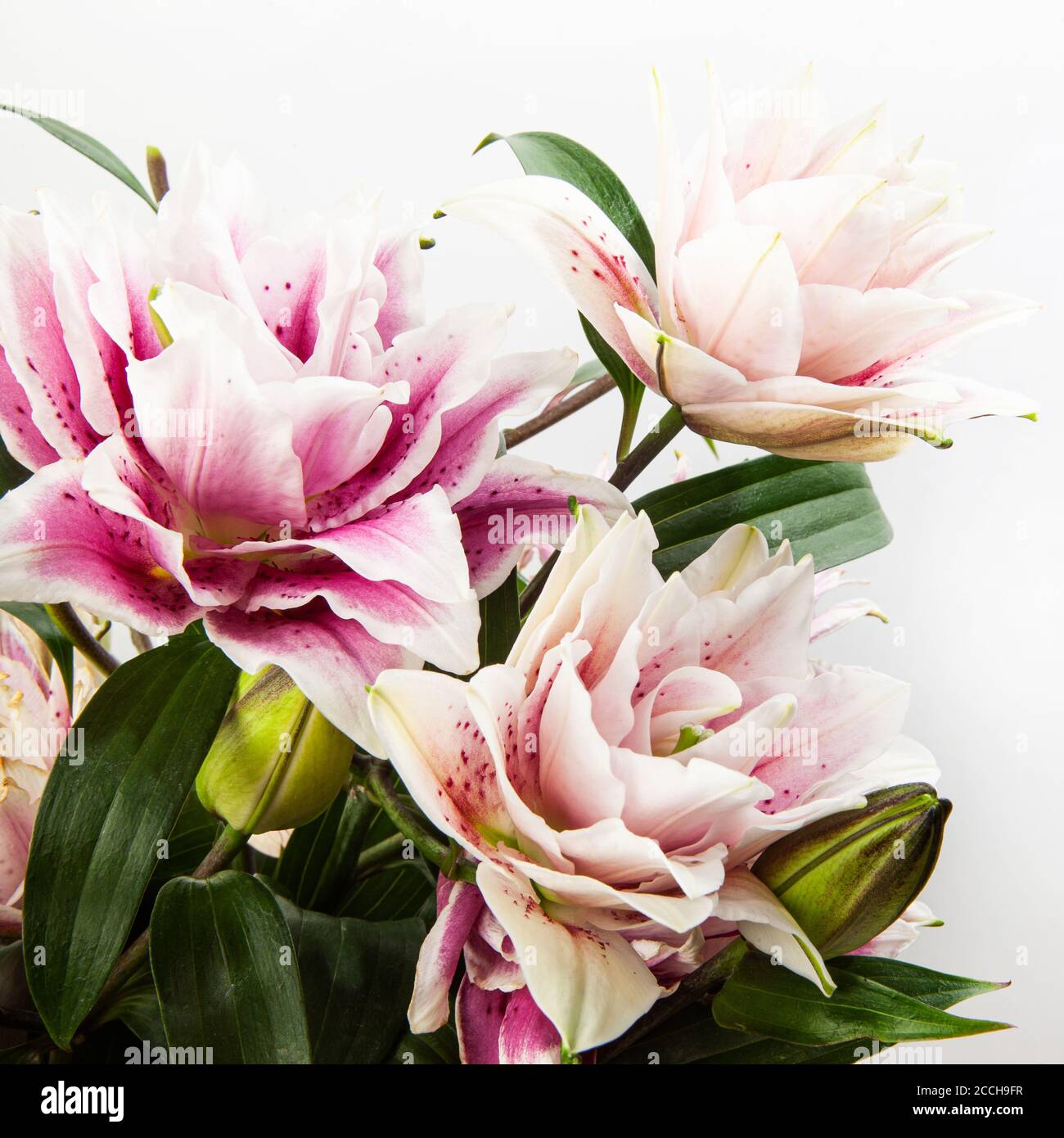 Bouquet of pink and white lilies isolated on white background. Macro ...