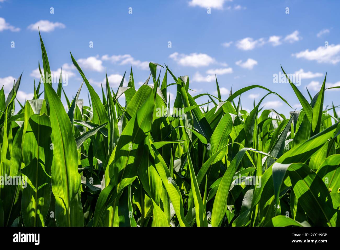 Iowa corn fields hires stock photography and images Alamy