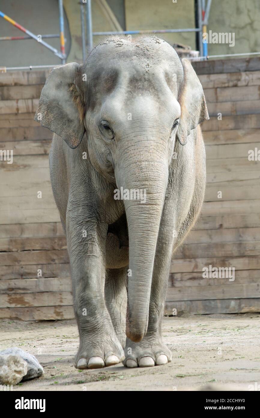 asiatischer Elephant Stock Photo