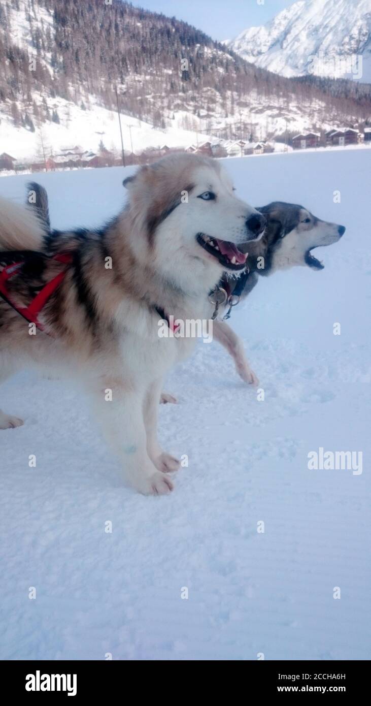 Huskies in the Snow Stock Photo