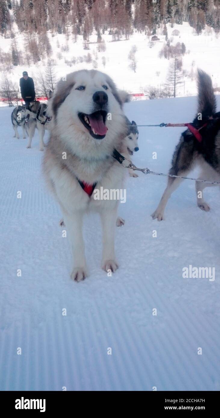 Huskies in the Snow Stock Photo