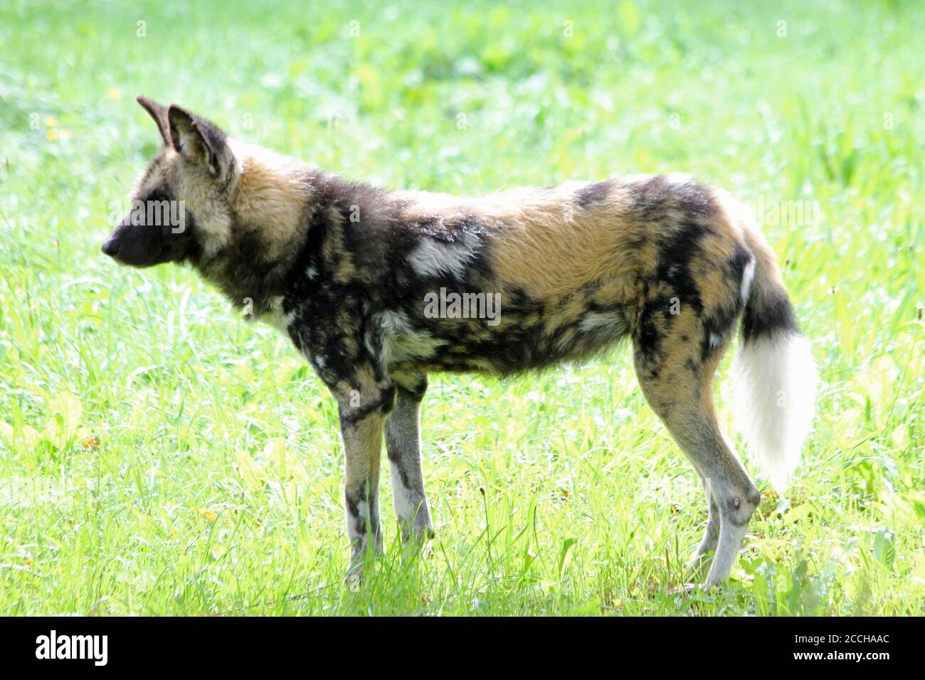 afrikanischer Wildhund Stock Photo