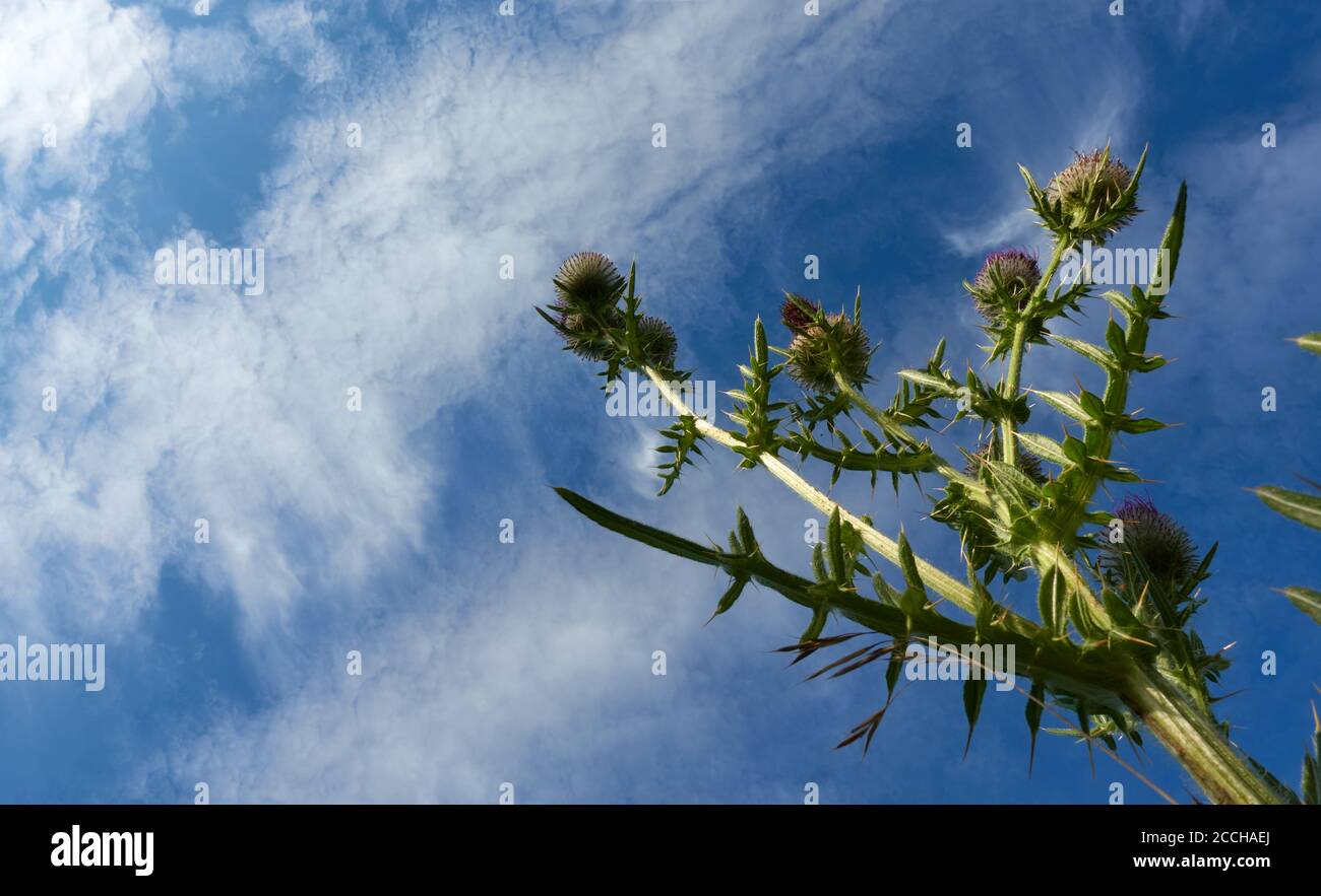 Purple thistle (carduus) has faded, green plant with round flowers, blue sky with white clouds. Germany, Swabian Alb. Stock Photo