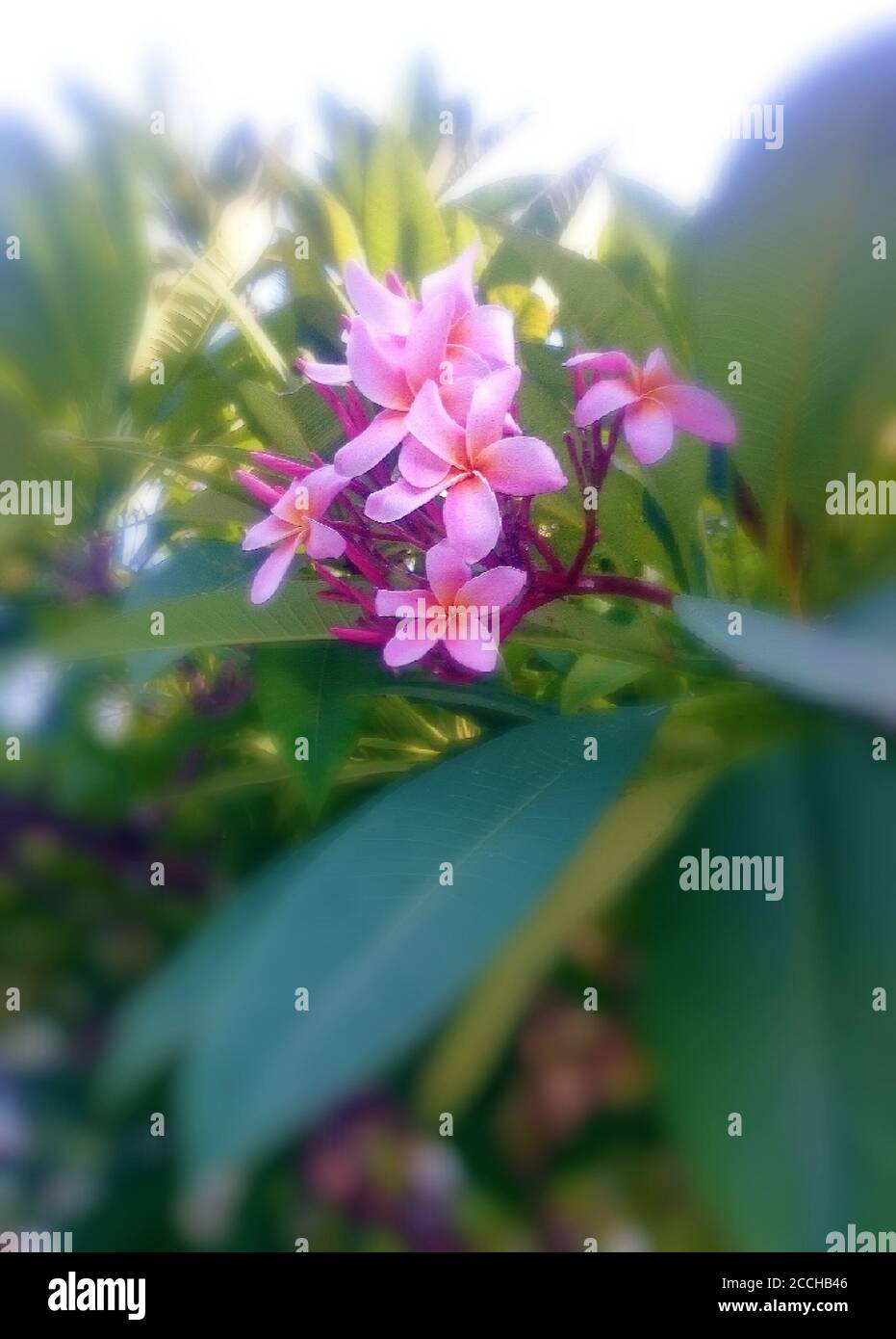 Flowers in Maldives Islands Stock Photo Alamy