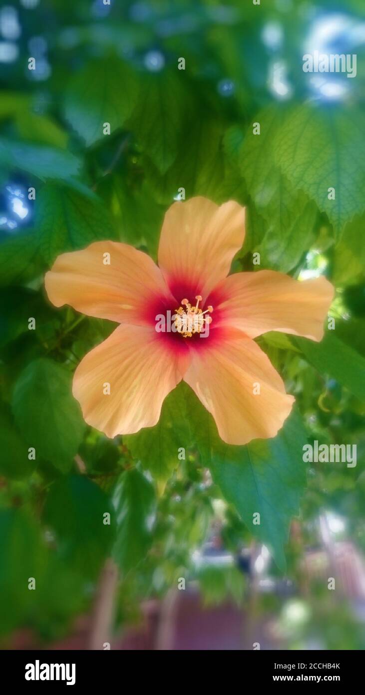 Flowers in Maldives Islands Stock Photo Alamy