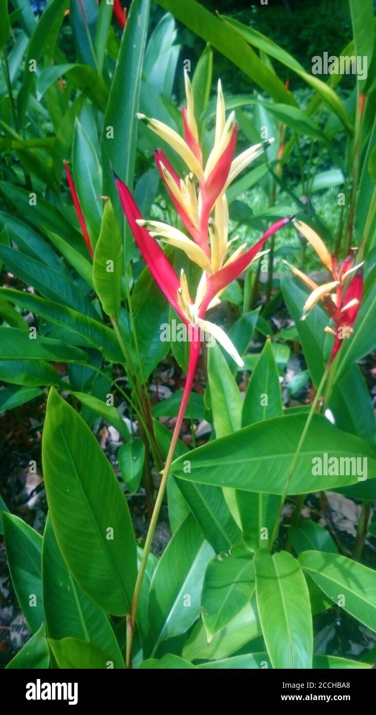 Flowers in Maldives Islands Stock Photo Alamy