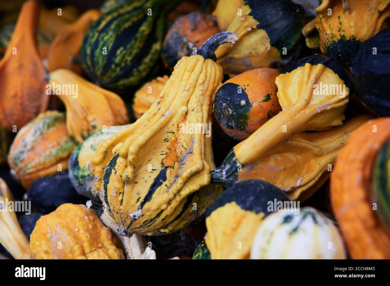 A closeup shot of a wooden display stand with an abundance of small colorful squashes also called bitter apple or colocynth (Citrullus colocynthis) Stock Photo