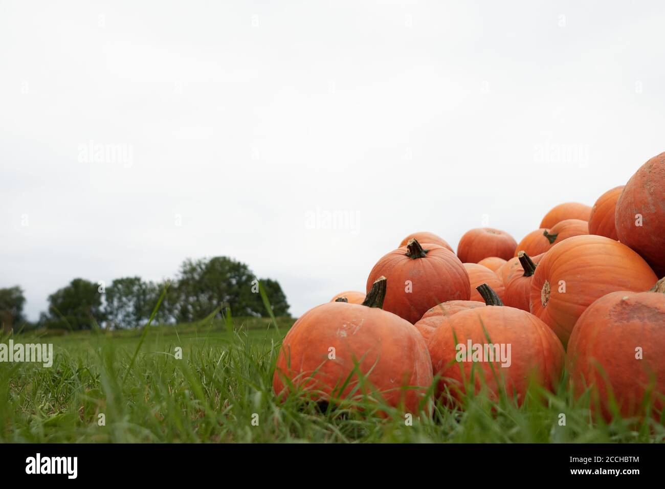 A bunch of bright orange pumpkins Cucurbita Maxima laying on the green ...