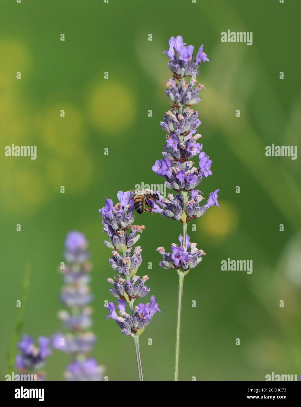 lavender with honey bee Stock Photo Alamy
