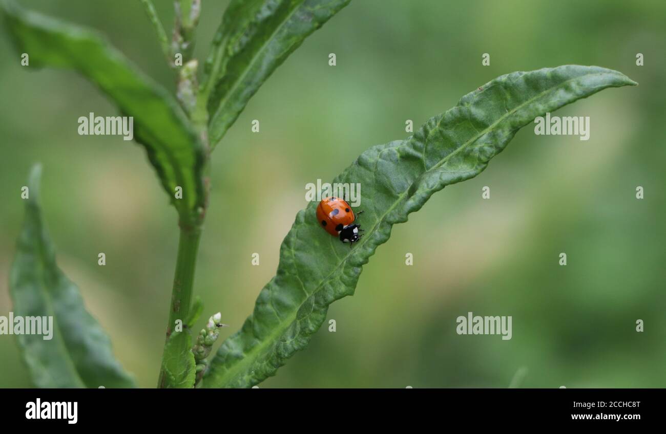ladybird ladybugs on green leaf Stock Photo