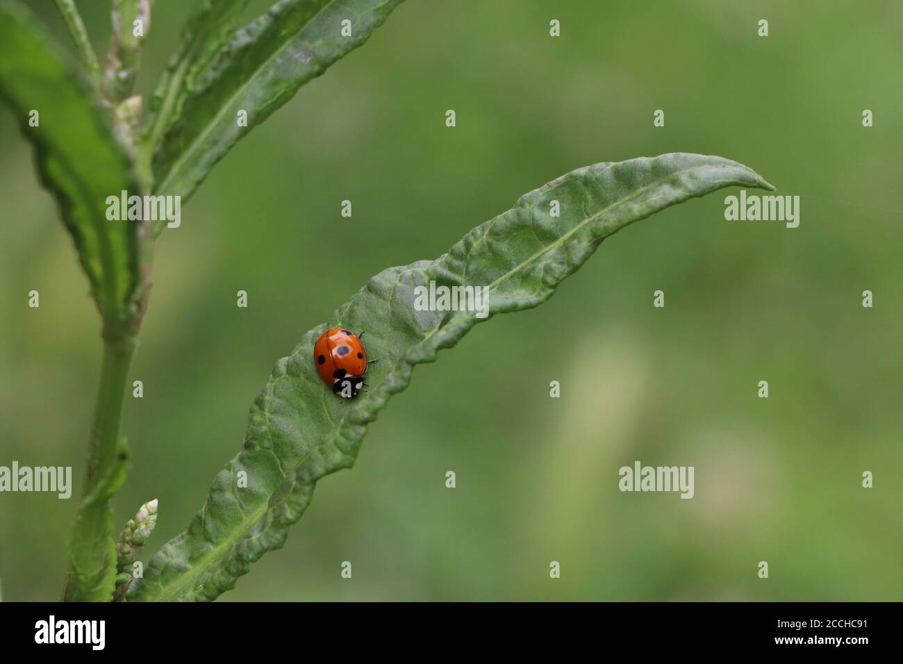 ladybird ladybugs on green leaf Stock Photo