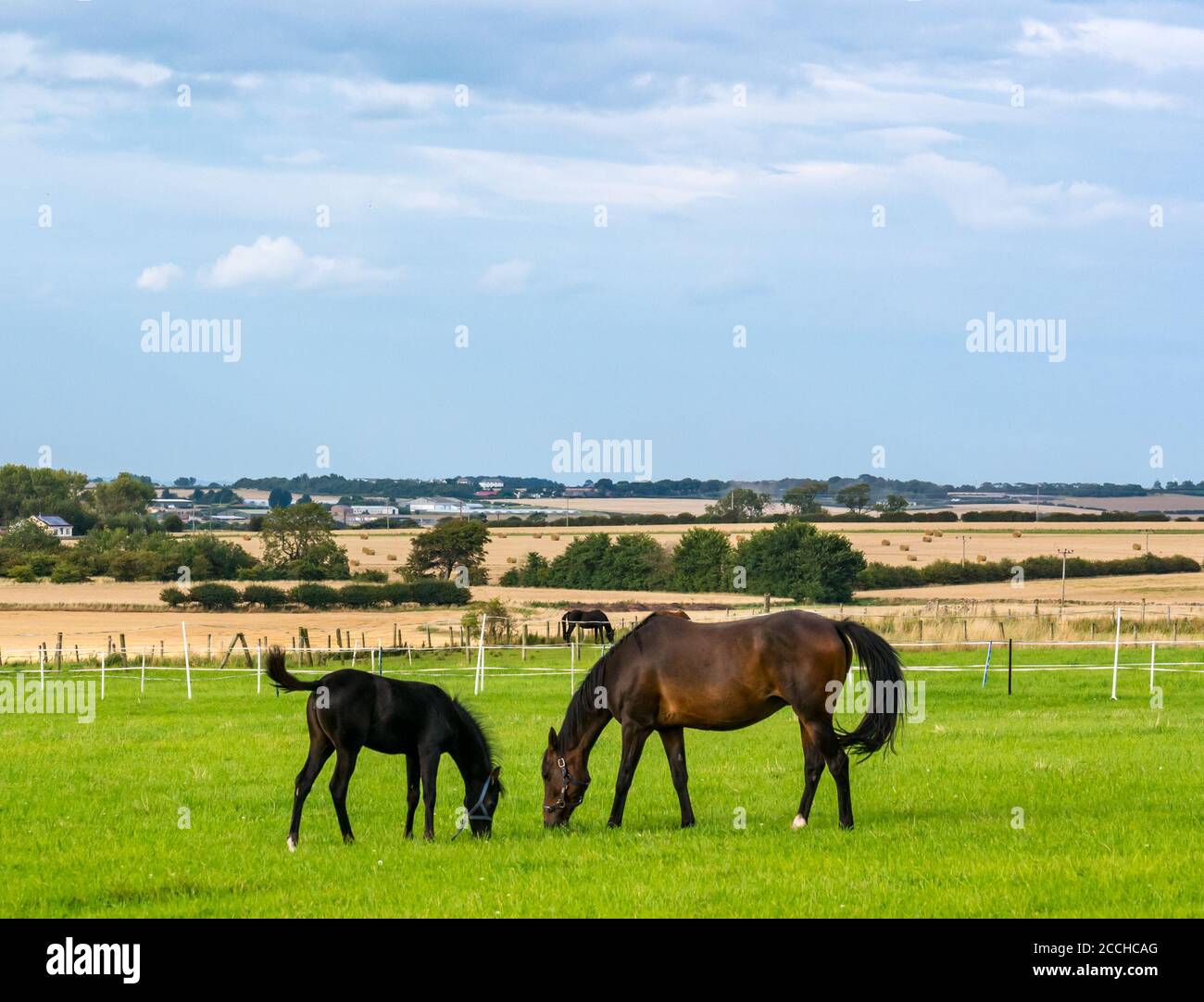 East Lothian, Scotland, United Kingdom, 22nd August 2020. UK Weather: sunshine with foal & horse in a paddock on a sunny day. The foal is nearly 3 months old Stock Photo