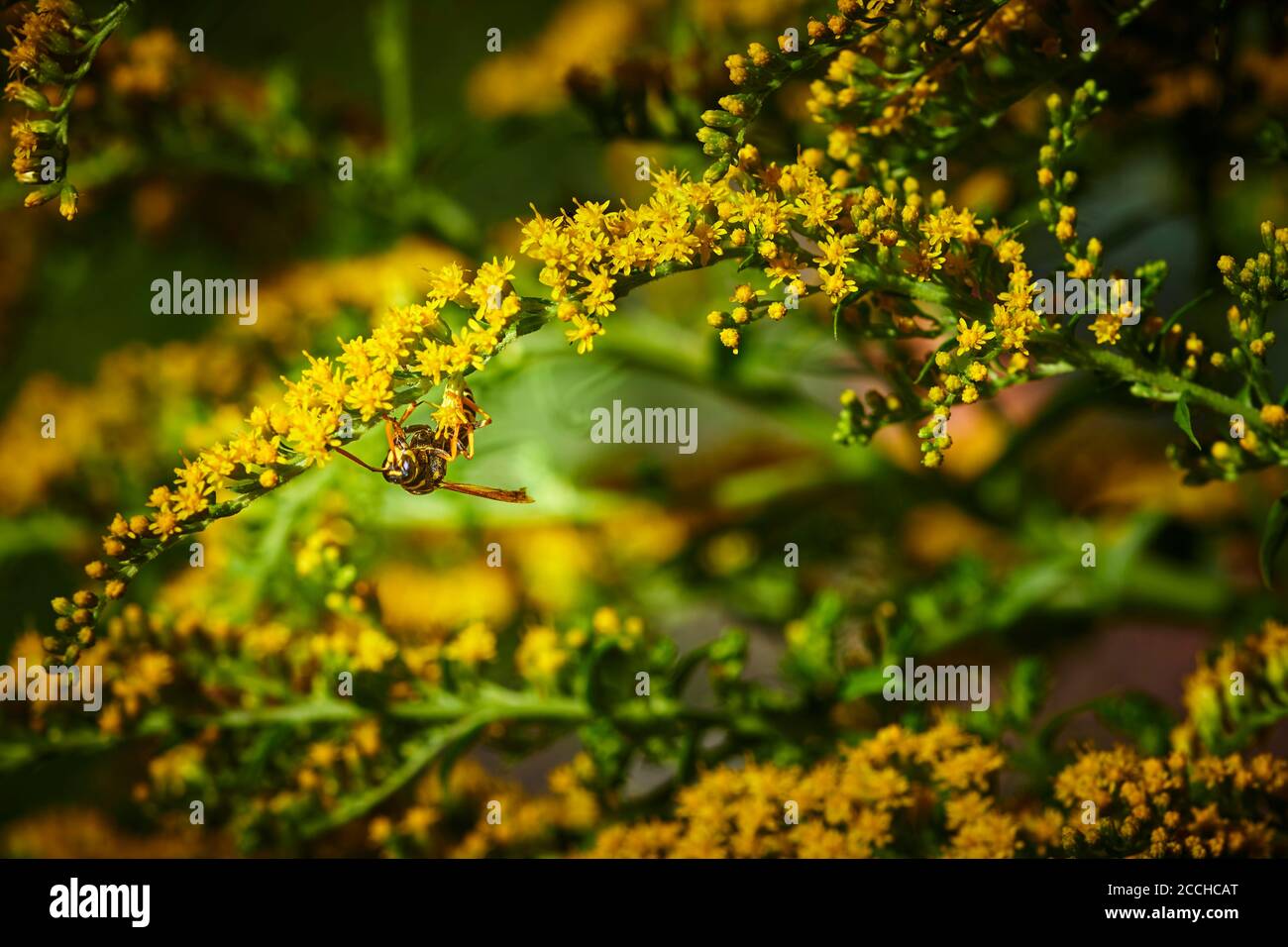 Macro shot of a wasp (Polistes dominula) sitting on a goldenrod (Solidago) in the garden. Stock Photo