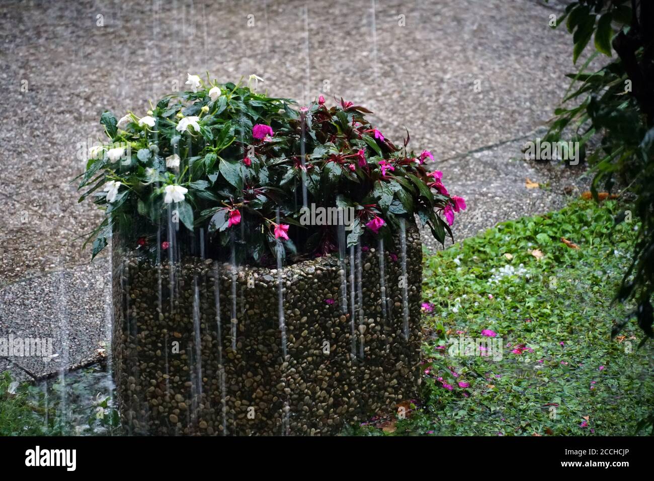 Hailstones recently hit the region around Merano, South Tirol, Italy on August 22, 2020 after couple of very hot days. Stock Photo