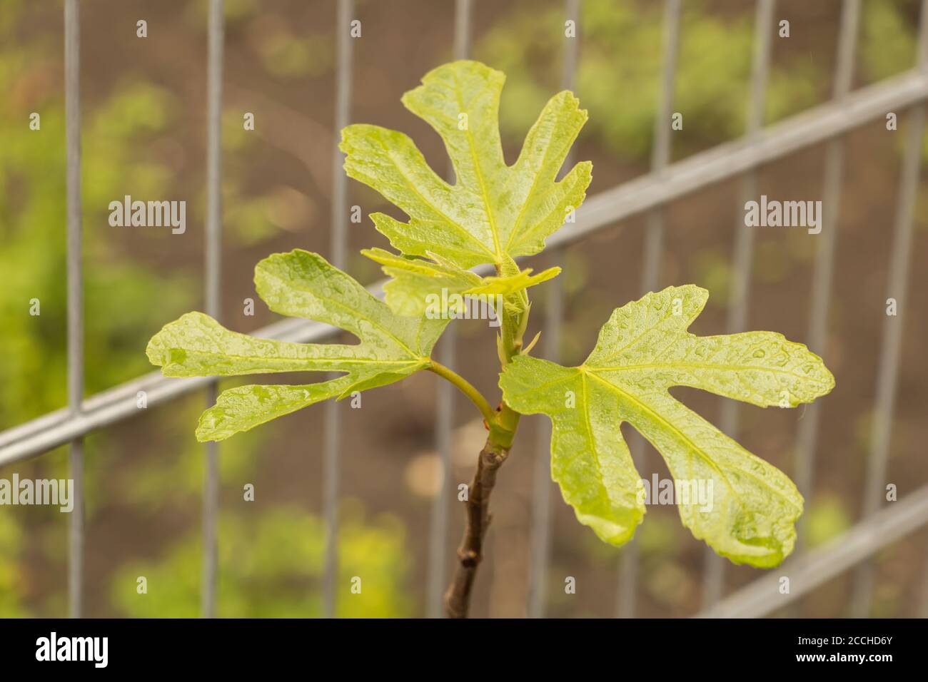 Fig tree with beautiful leaves, with raindrops on it. Stock Photo