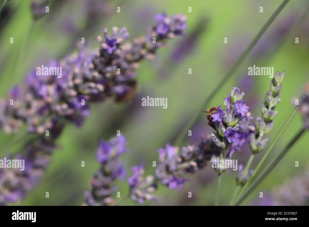 lavender with honey bee Stock Photo Alamy