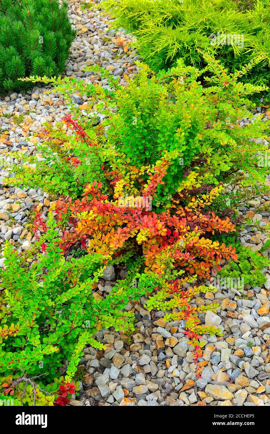 Cultivar Thunbergs barberry (Berberis thunbergii 'Powwow') in rocky garden. Bright ornamental bushes with colorful leaves. Gardening or landscaping co Stock Photo