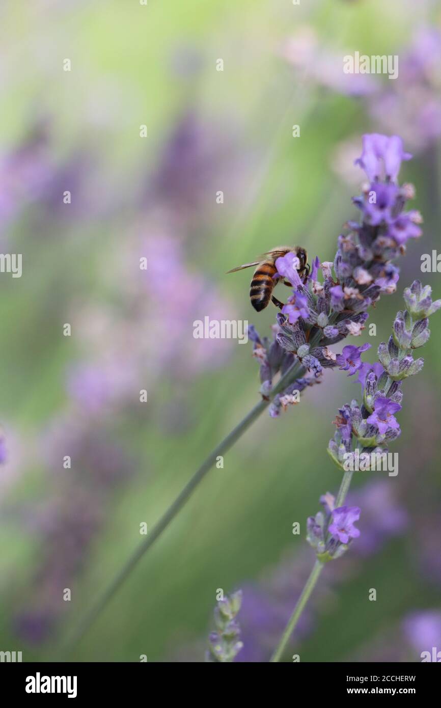 lavender with honey bee Stock Photo Alamy