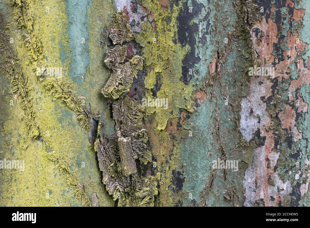 Faded orange & teal colours of flaking paint and rusting corrugated tin garden shed with traces of old Ivy root network. Lovely old paintwork texture. Stock Photo