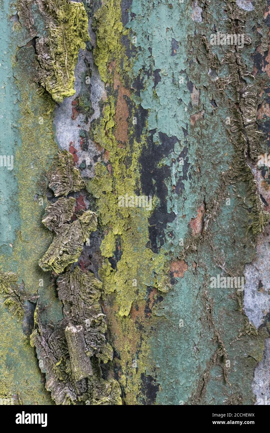 Faded orange & teal colours of flaking paint and rusting corrugated tin garden shed with traces of old Ivy root network. Lovely old paintwork texture. Stock Photo