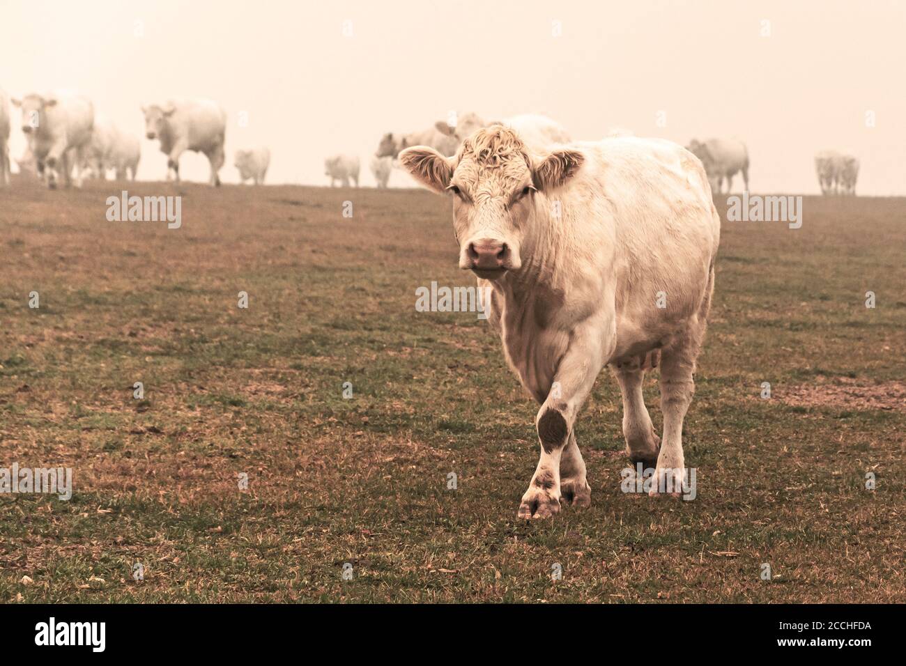 White cow on grazing in the morning autumn fog. Cows graze on an autumn meadow. Cattle breeding in the Czech Republic. Latin name bos primigenius taur Stock Photo