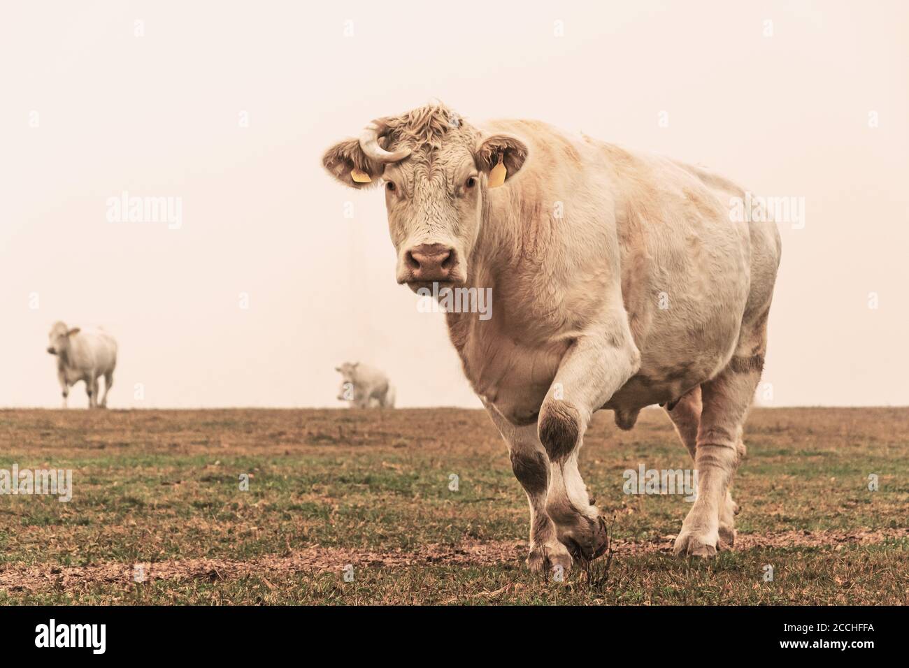 White cow on grazing in the morning autumn fog. Cows graze on an autumn  meadow. Cattle breeding in the Czech Republic. Latin name bos primigenius  taur Stock Photo - Alamy