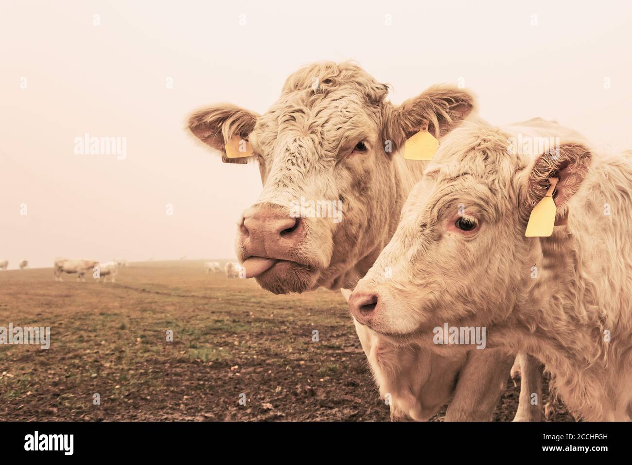 White cow on grazing in the morning autumn fog. Cows graze on an autumn  meadow. Cattle breeding in the Czech Republic. Latin name bos primigenius  taur Stock Photo - Alamy