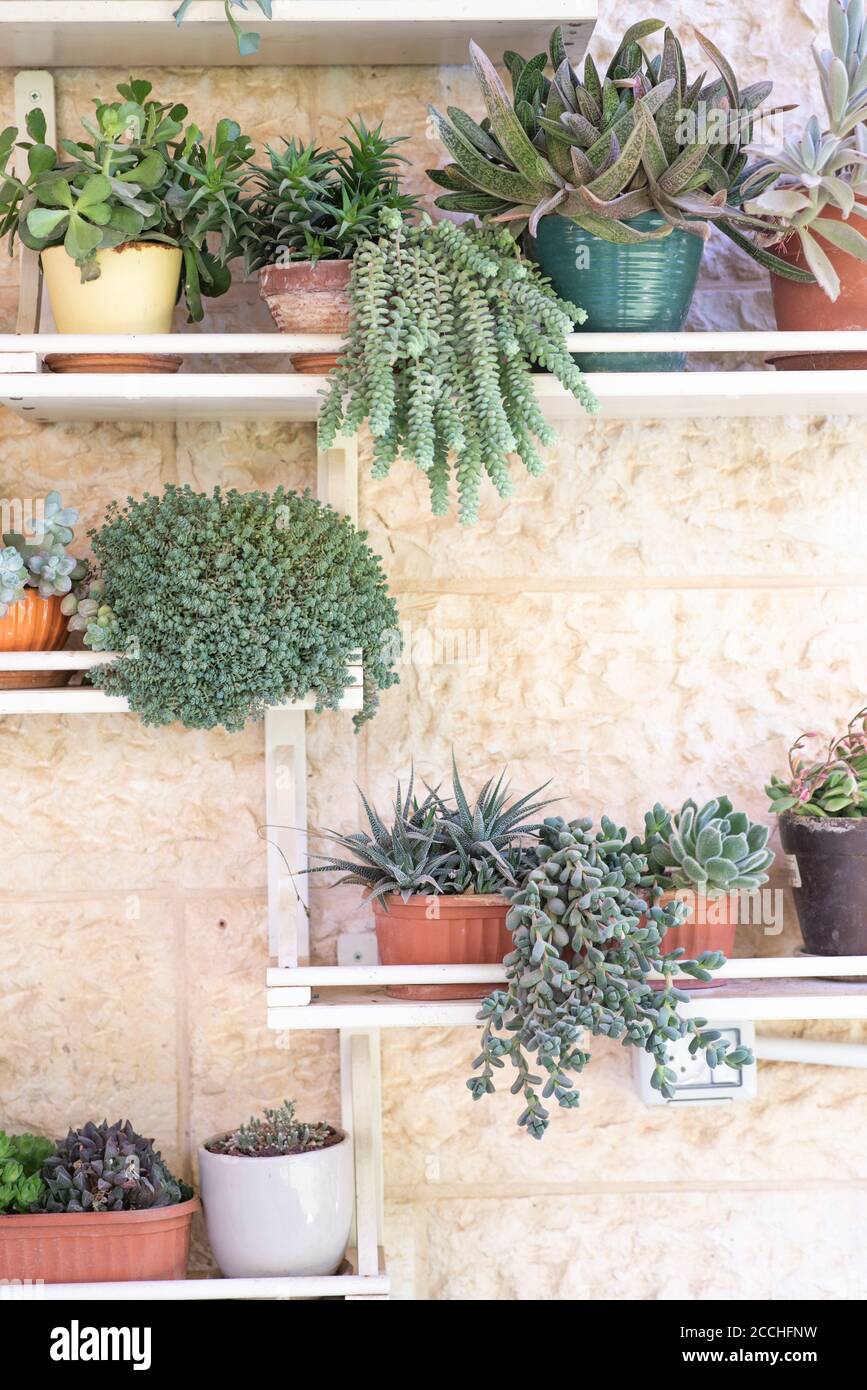 Potted cactus house plants on white shelf against white wall. DIY recycled shelves for flower pots. Stock Photo
