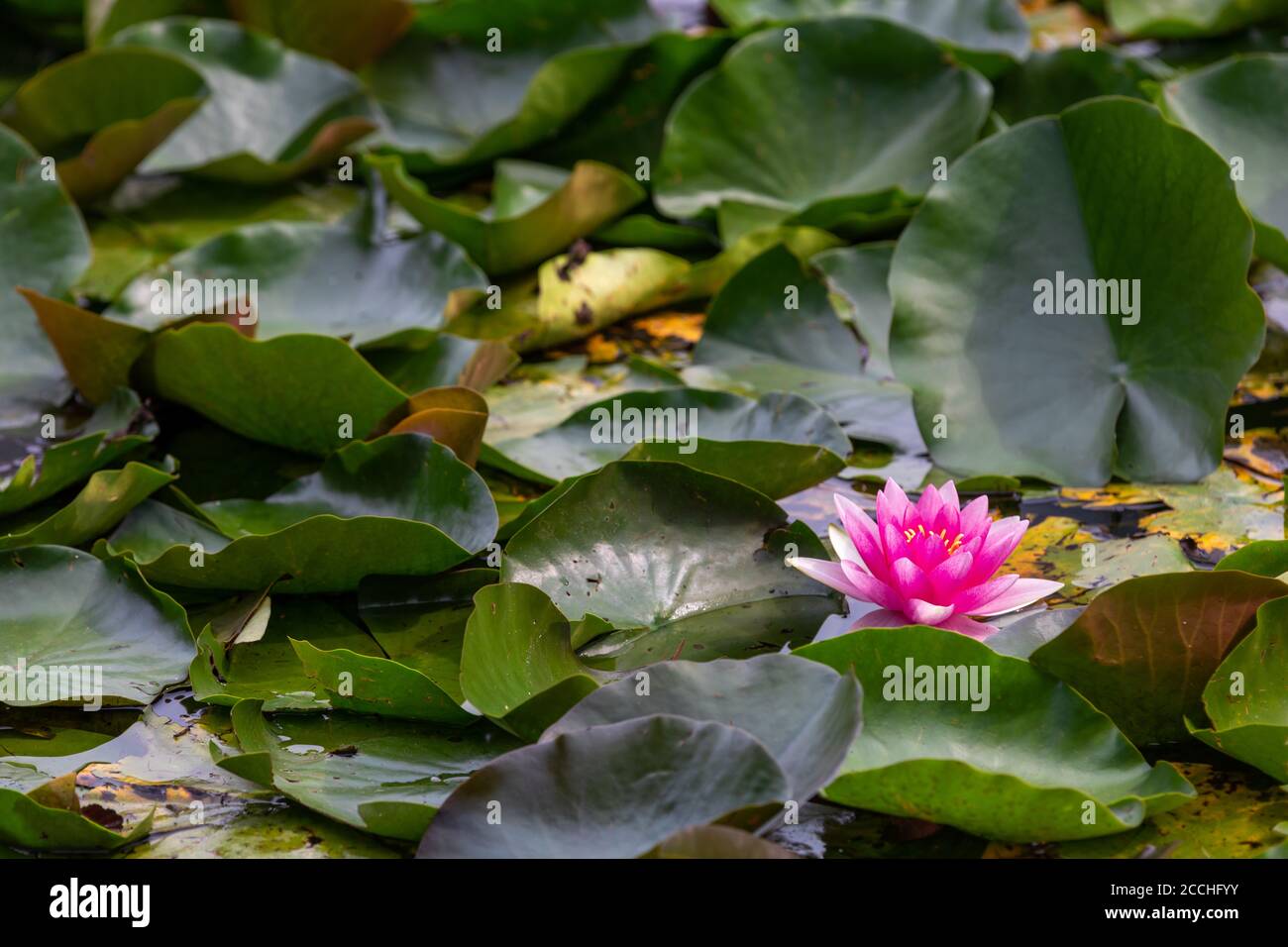 Close up of a blooming pink water lily flower among green leaves floating in a pond Stock Photo