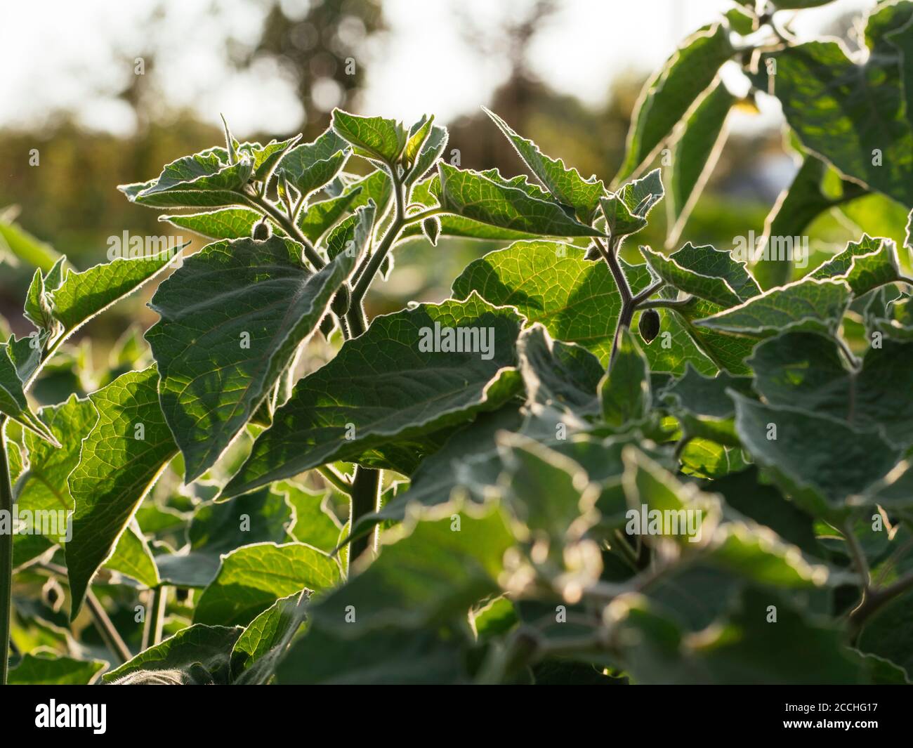 Physalis peruviana plants growing in a garden with flowers and green calyx Stock Photo
