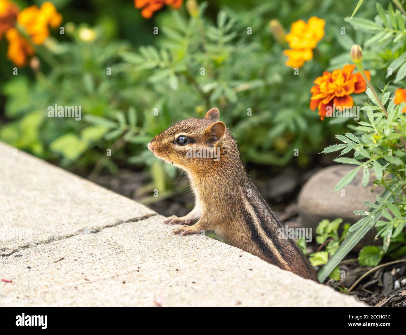 Eastern Chipmunk (Tamias striatus) in garden Stock Photo