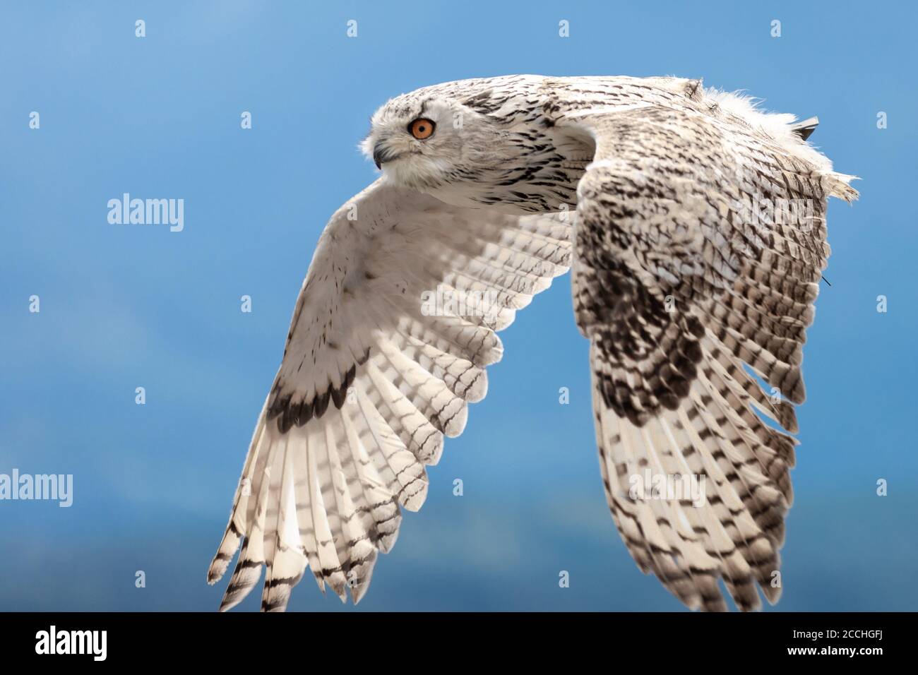 Close up of a white owl flying sideways with its wings spread, againsts a blue sky Stock Photo