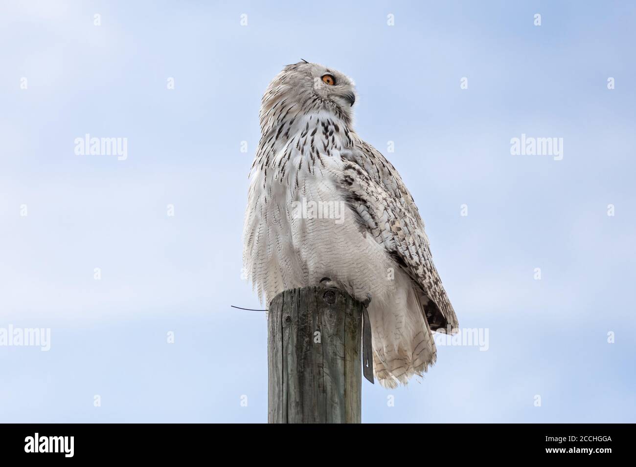 Close up of a white owl perched a wooden pole and looking sideways, againsts a blue sky Stock Photo