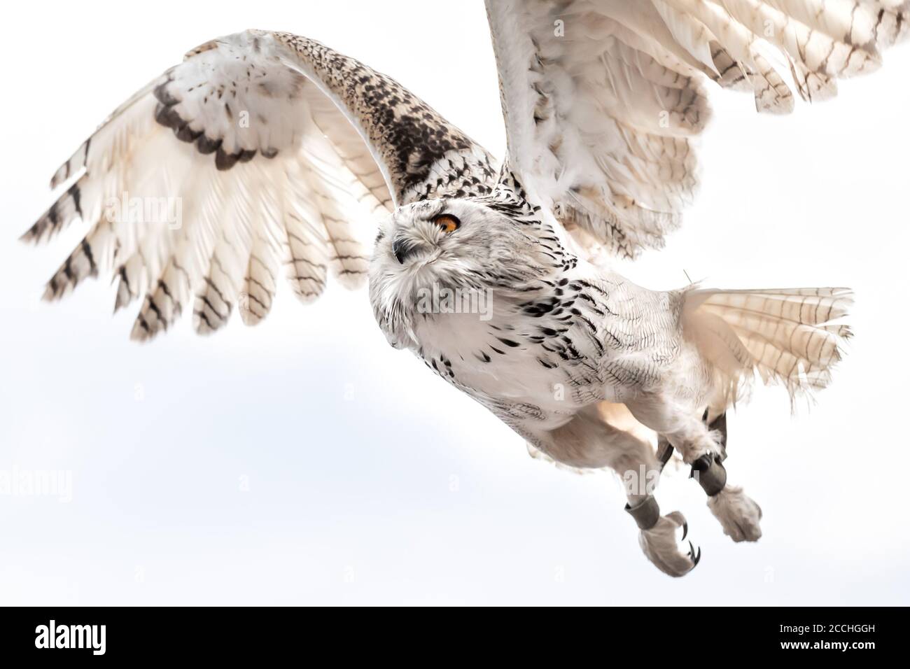 Close up of a white owl flying with its wings spread, againsts a white sky Stock Photo