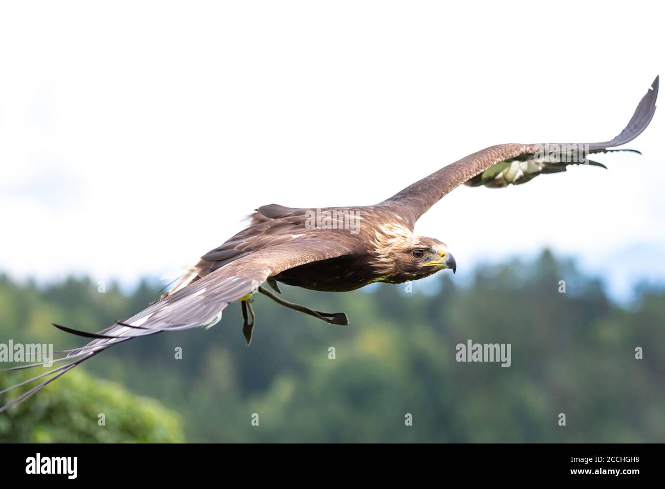 Close up of an eagle flying with its wings spread open, against a white sky and distant trees Stock Photo