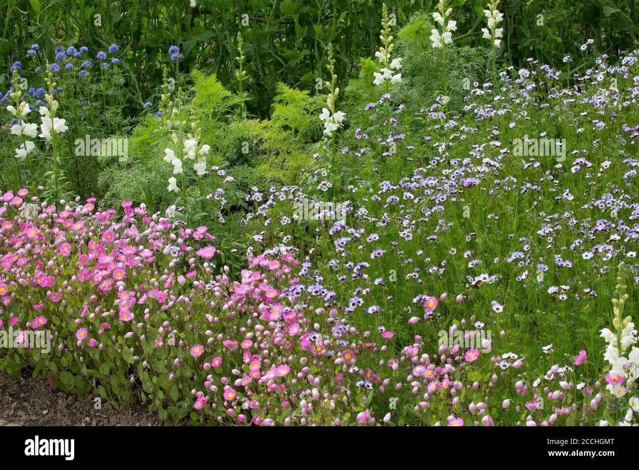 Colourful mixed flower bed in full bloom, Lost Gardens of Heligan