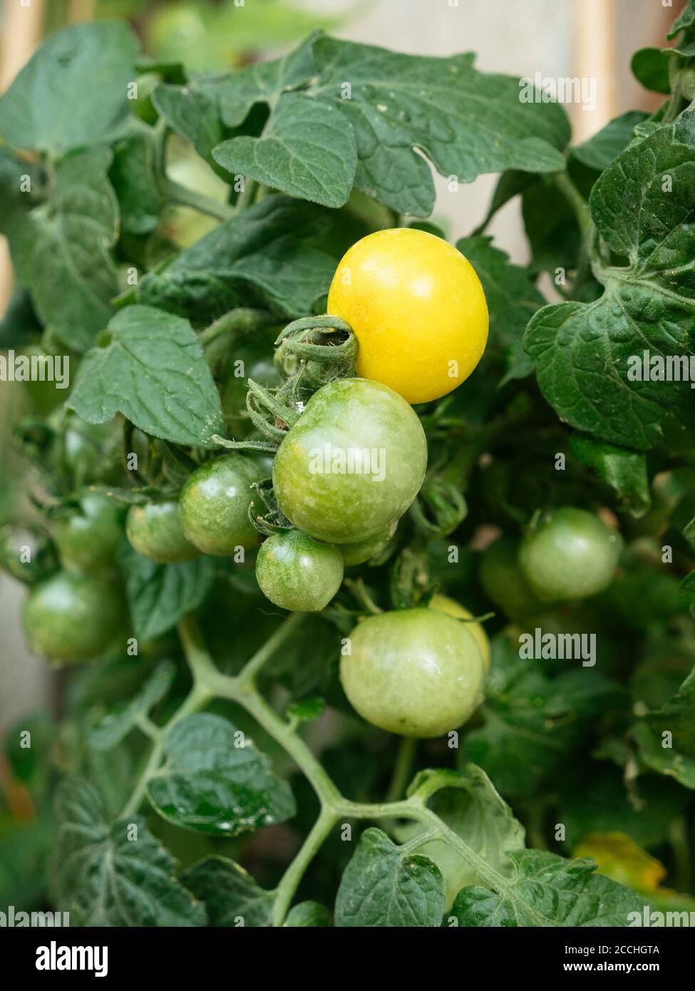 Lycopersicon esculentum 'Balconi Yellow' bush tomato plant Stock Photo