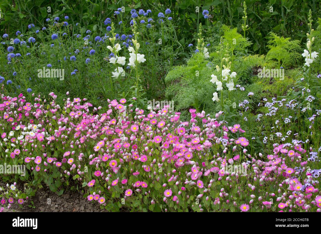 Colourful mixed flower bed in full bloom, Lost Gardens of Heligan