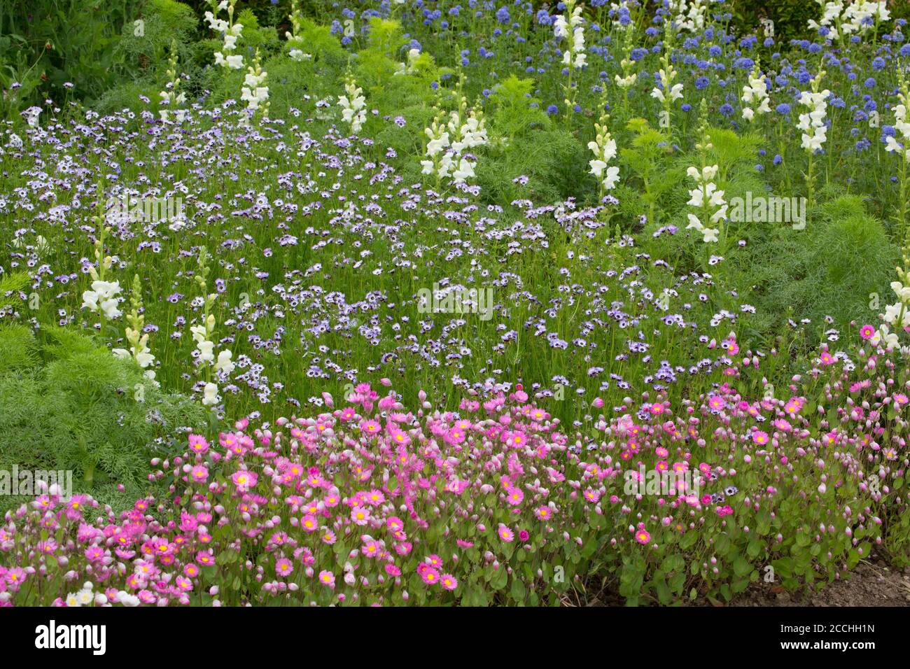 Colourful mixed flower bed in full bloom, Lost Gardens of Heligan