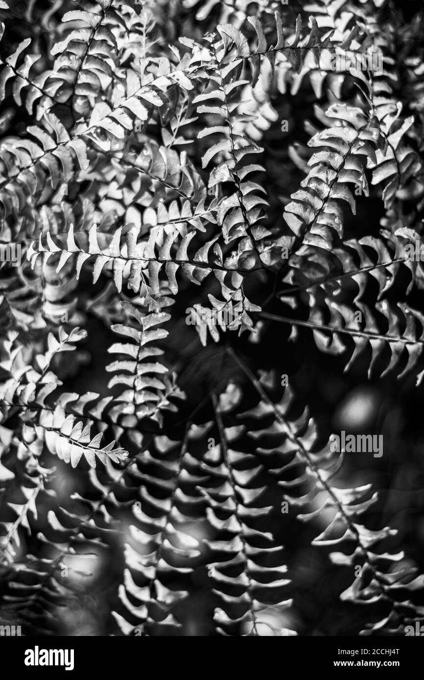 The Northern Maidenhair Fern's (Adiantum pedatum) fronds spiral from its center, creating a lacy pattern Stock Photo