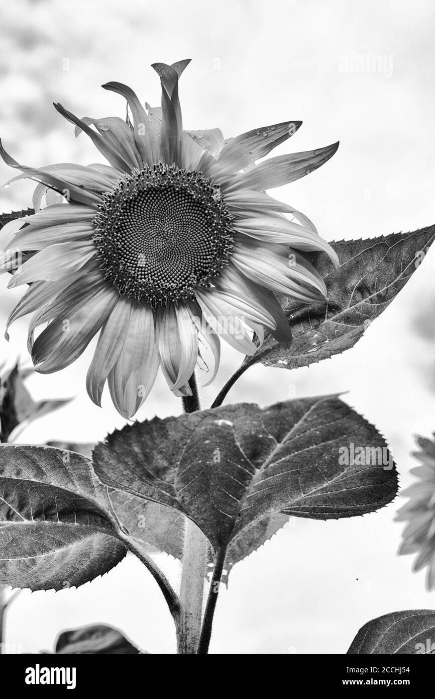 A lone sunflower (Helianthus) stands against a seeming wall of white clouds Stock Photo