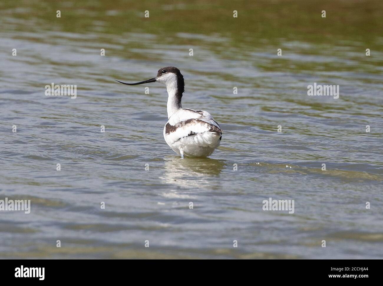 Avocet  (Ricurviristra avosetta) Stock Photo