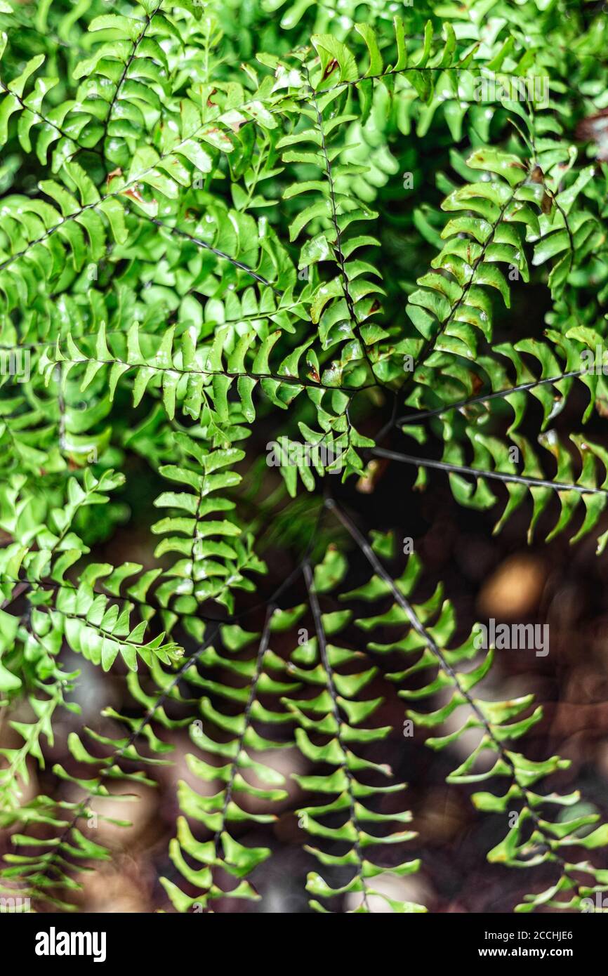 The Northern Maidenhair Fern's (Adiantum pedatum) fronds spiral from its center, creating a lacy pattern Stock Photo